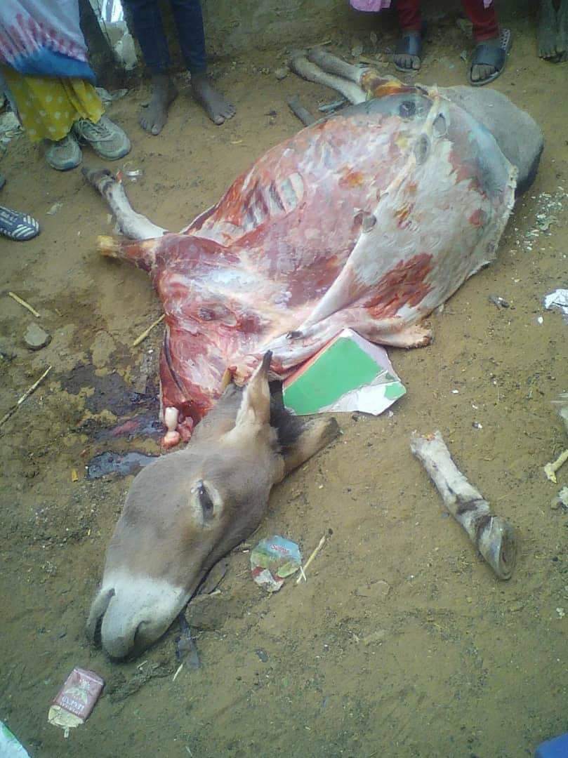 حمار تم سلخه من قبل المتهم