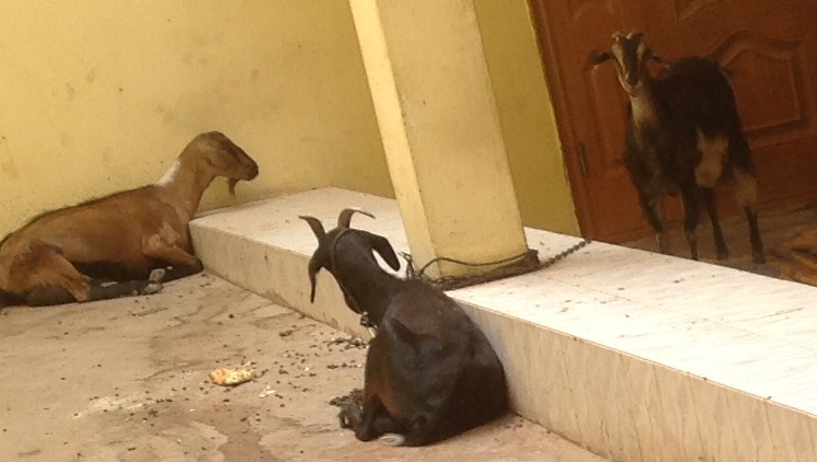 شياه ضبطوا لدى العصابة